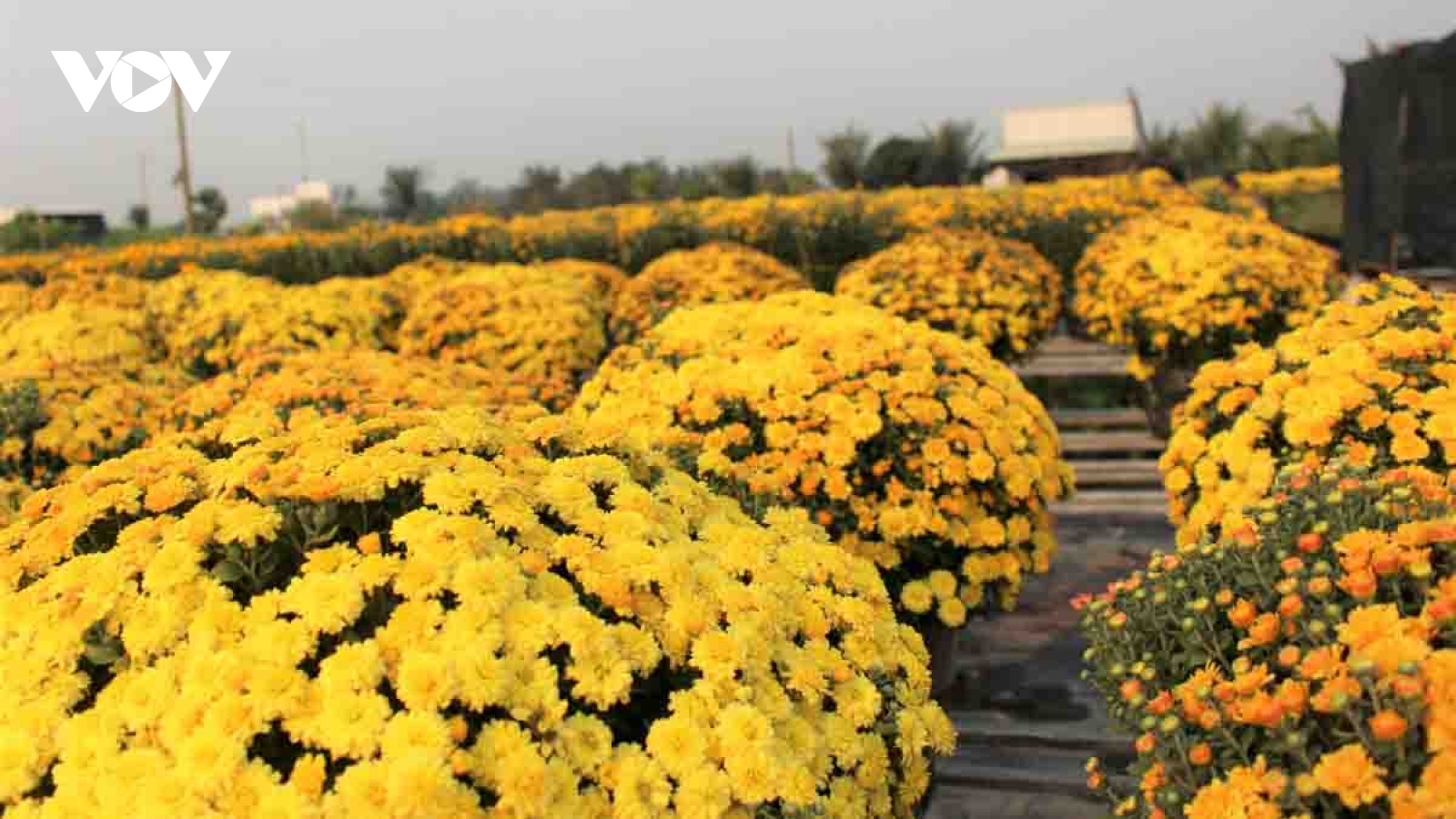 Pho Tho flower village in bloom just in time for Tet